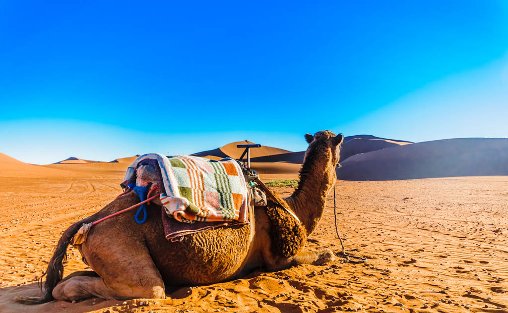 View on camel in front of sand dunes in the Sahara desert next to Mhamid - Morocco