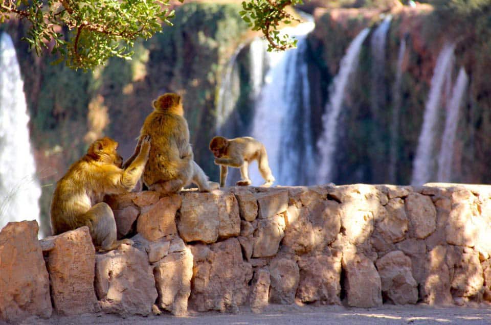 monkeys_over_waterfall