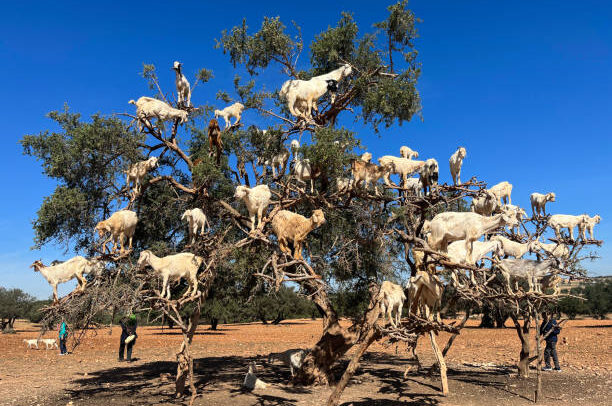 Morocco: goats on an argan tree eating its fruits in the argan plain between Marrakech and Essaouira, the tree from which the prodigious oil is obtained only grows in this area