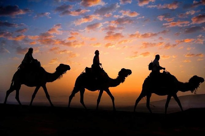 camel-20.44.20