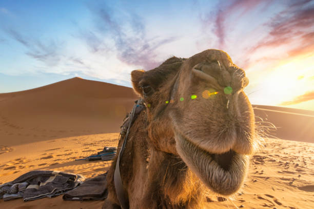 (Selective focus) Stunning view of a camel posing for a picture on the sand dunes of the Merzouga desert at sunset. Merzouga, Morocco.
