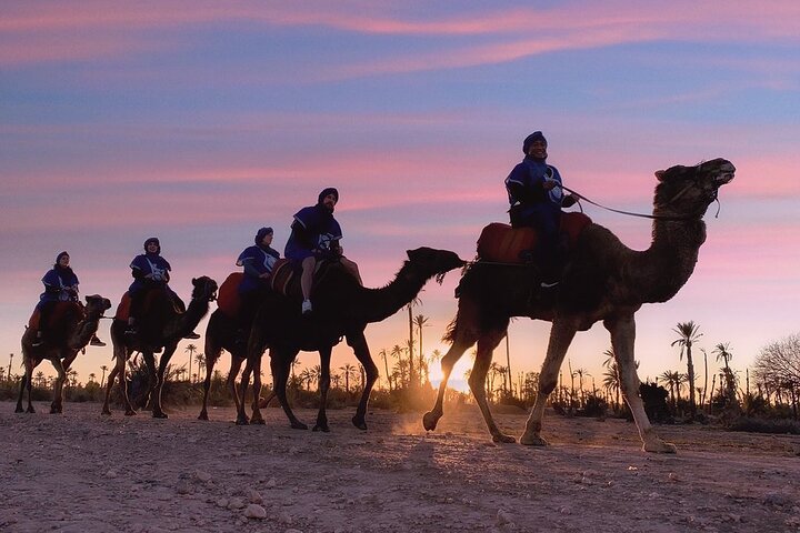 camels-20.44.20