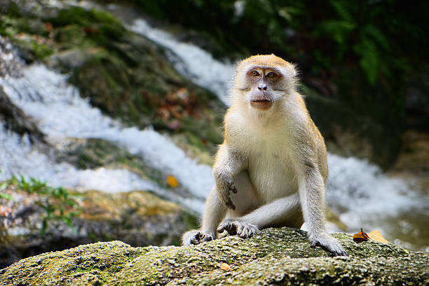 A wild monkey sitting on a rock with nature waterfall background. Selected focus on the monkey.