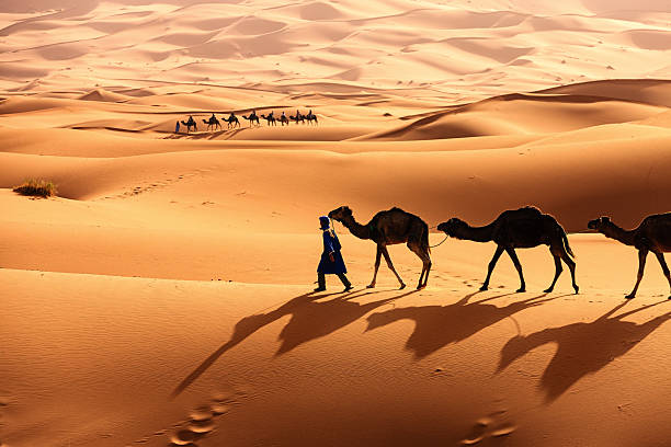 Tuareg with camels on the western part of The Sahara Desert in Morocco. The Sahara Desert is the world's largest hot desert.