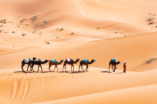 Merzouga, Morocco, 01 January 2021. A bedouin is riding camels on the sand dunes in Merzouga during a sunny day. Merzouga is a small village in southeastern Morocco.