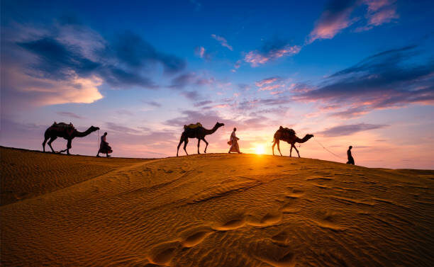 Indian cameleers (camel driver) bedouin with camel silhouettes in sand dunes of Thar desert on sunset. Caravan in Rajasthan travel tourism background safari adventure. Jaisalmer, Rajasthan, India